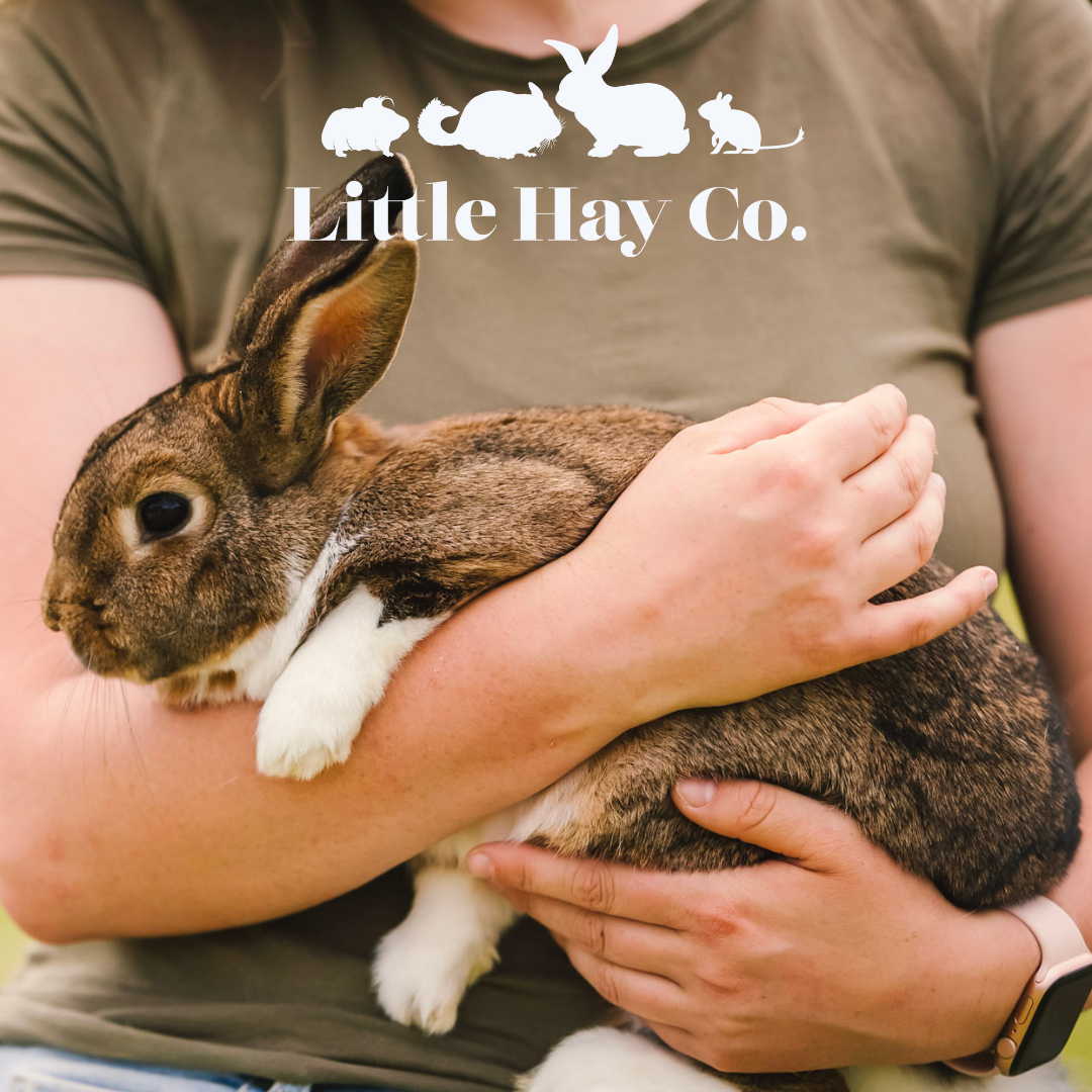 Rabbit Awareness Week - How to make a happy Rabbit – The Little Hay Company