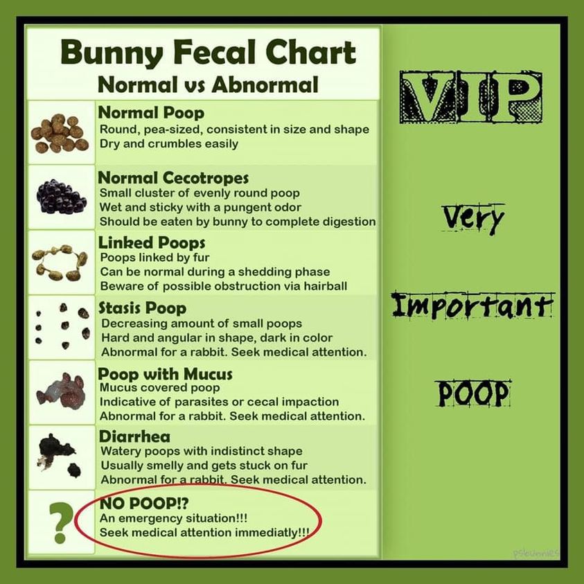Bunny Poo Fact Friday: Rabbit Poo!