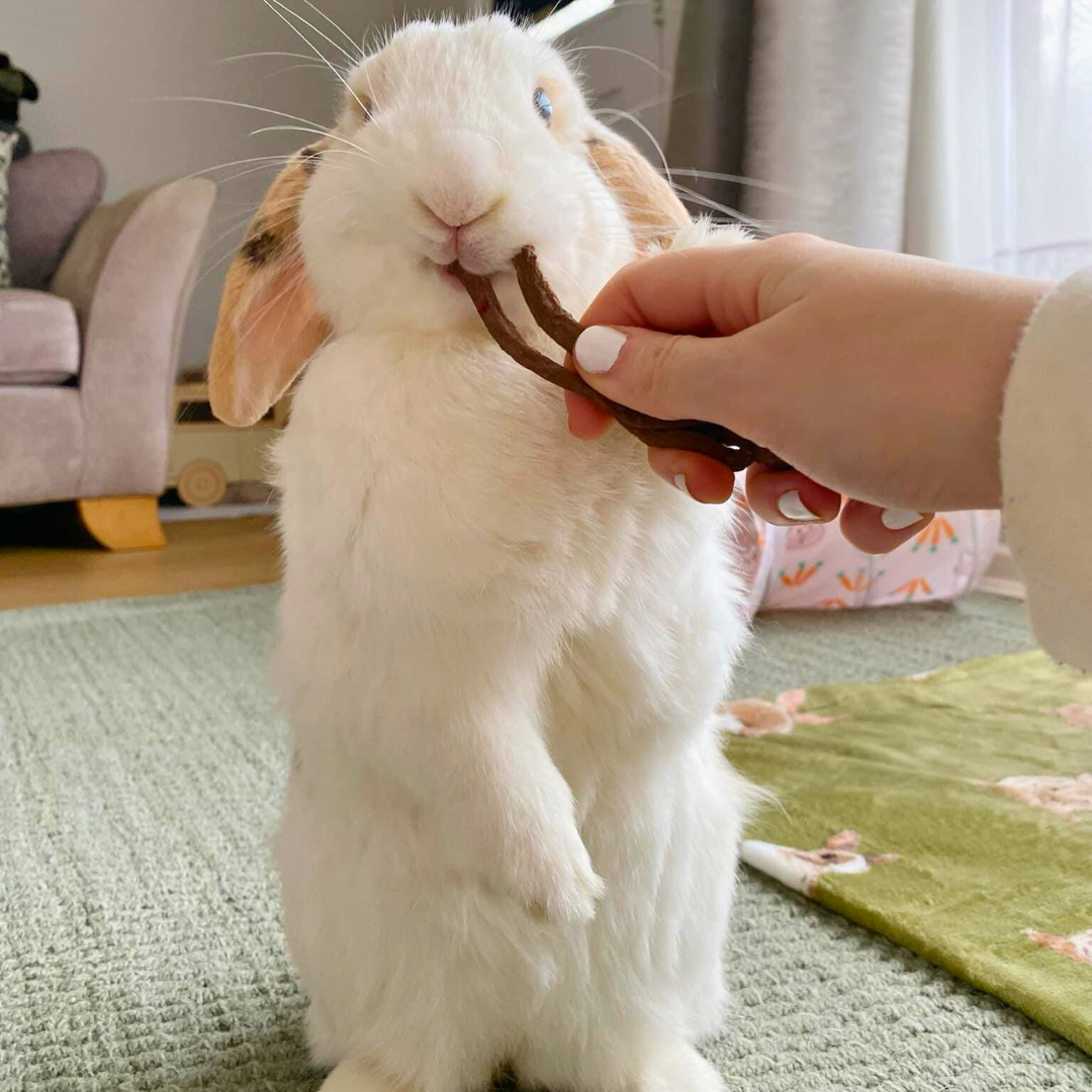 Rabbit Awareness Week - Best Treats for Your Rabbit – The Little Hay ...
