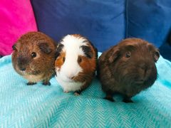 What is Vitamin C and How it Impacts Guinea Pigs