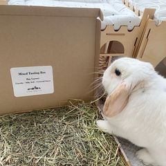 The Importance of Rabbit Vaccinations – The Little Hay Company