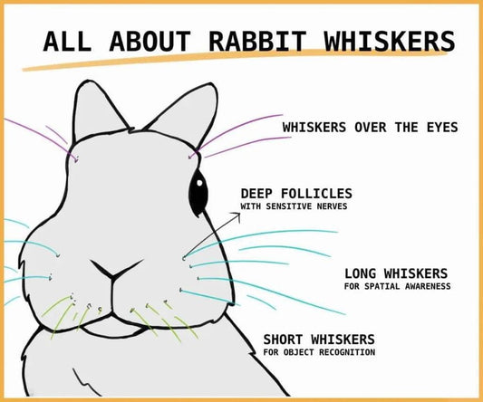 All about Rabbit Whiskers!