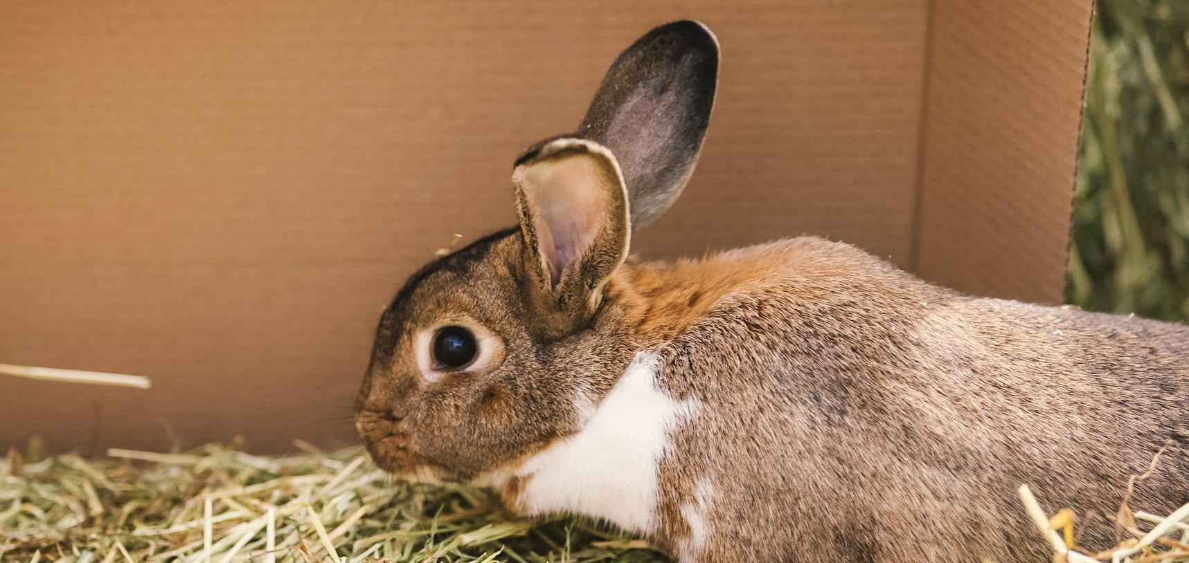 All Hay – The Little Hay Company