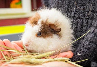 Picture of The Ultimate Guide to Guinea Pig Calcium Management – The Little Hay ...