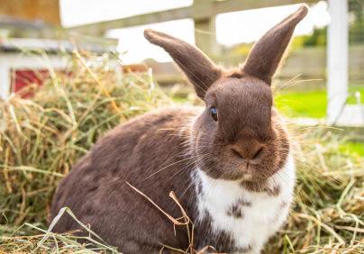 Rabbit Hay