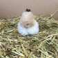 Rabbit Cuddly Toy