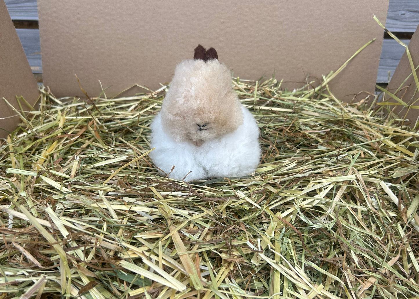 Rabbit Cuddly Toy