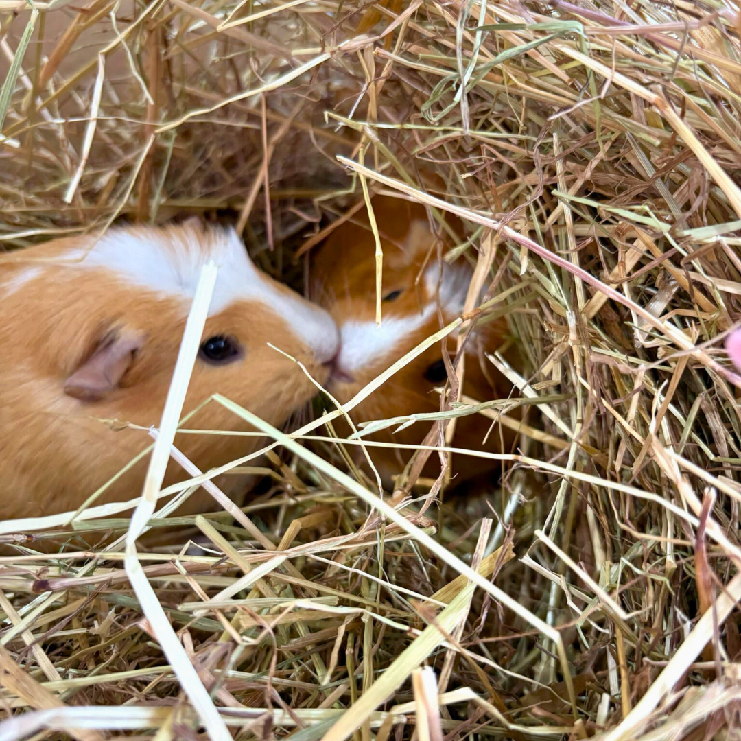 Cotswold Sweet Soft Cut