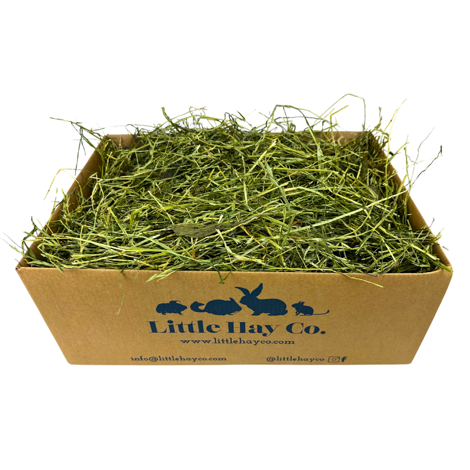 Visual Reference: Guinea Pigs Hay Hay For Guinea Pigs Uk