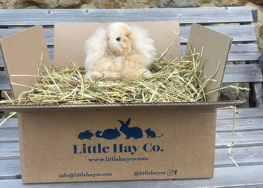 Rabbit Cuddly Toy