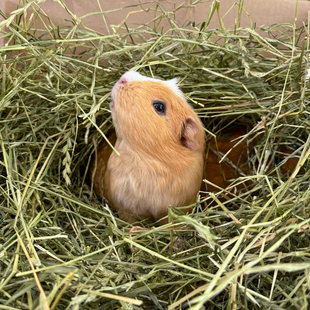 Cotswold Sweet with Plantain
