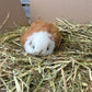 Guinea Pig Cuddly Toy