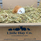 Guinea Pig Cuddly Toy