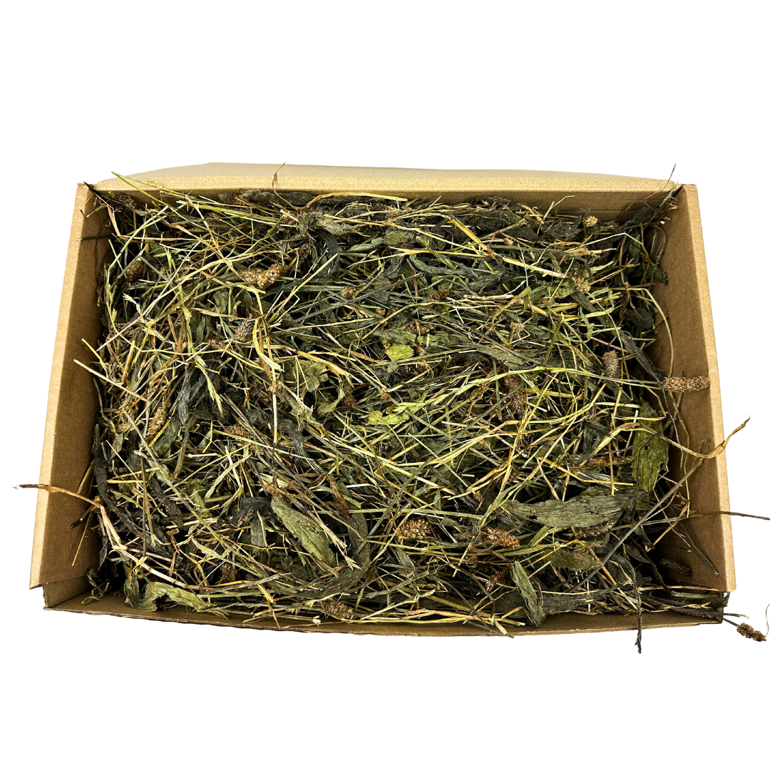 Plantain Leaves for Rabbits, Guinea Pigs and small pets