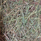 Meadow Hay & Timothy Blend