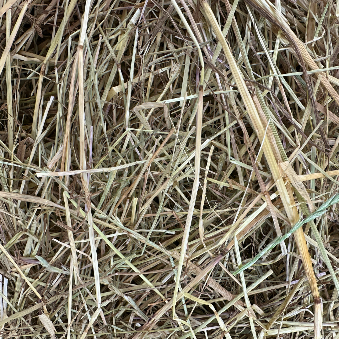 Guinea Pigs Hay - Hay for Guinea Pigs UK – The Little Hay Company