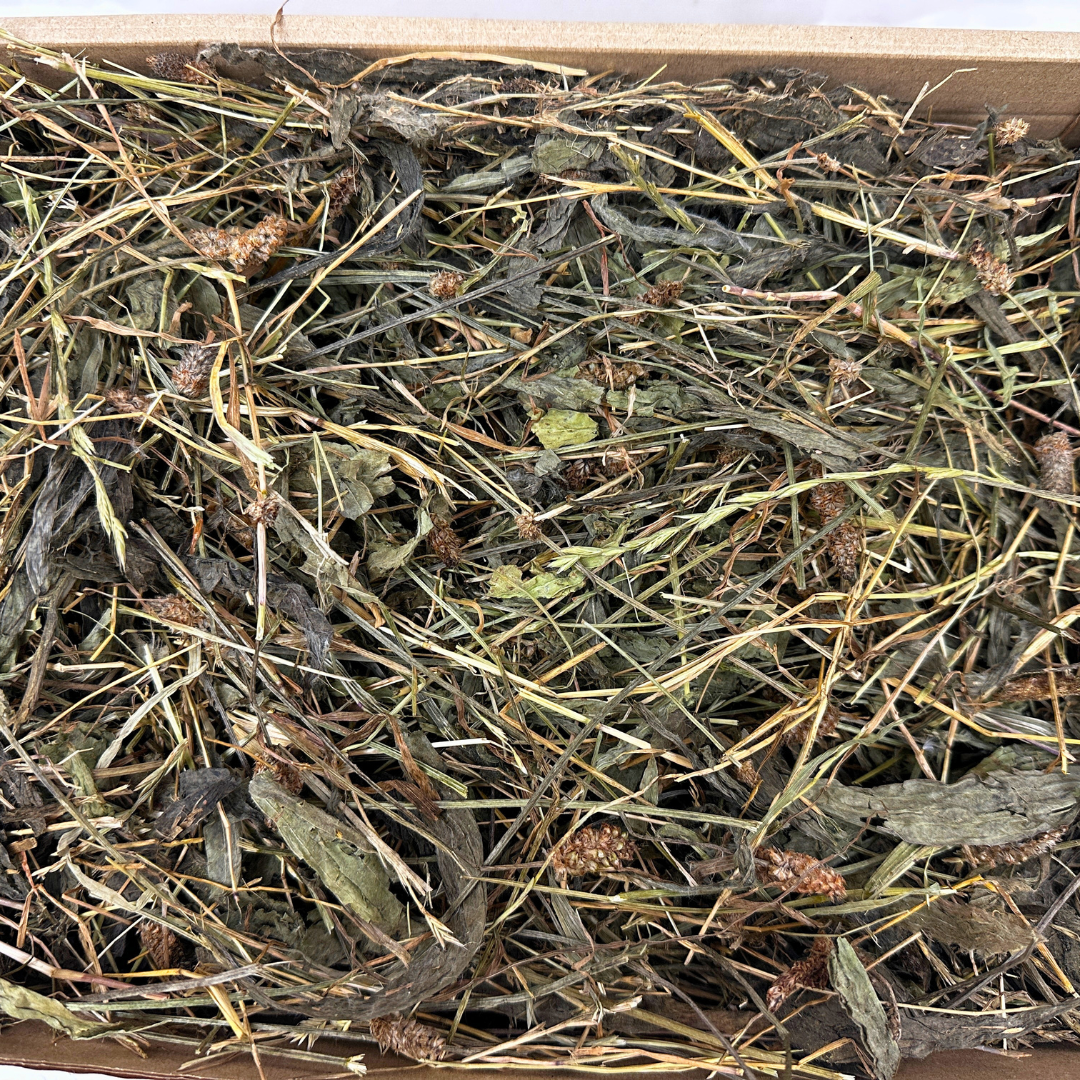 Plantain Leaves for Rabbits, Guinea Pigs and small pets