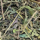nettle bundle