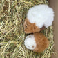 Guinea Pig Cuddly Toy