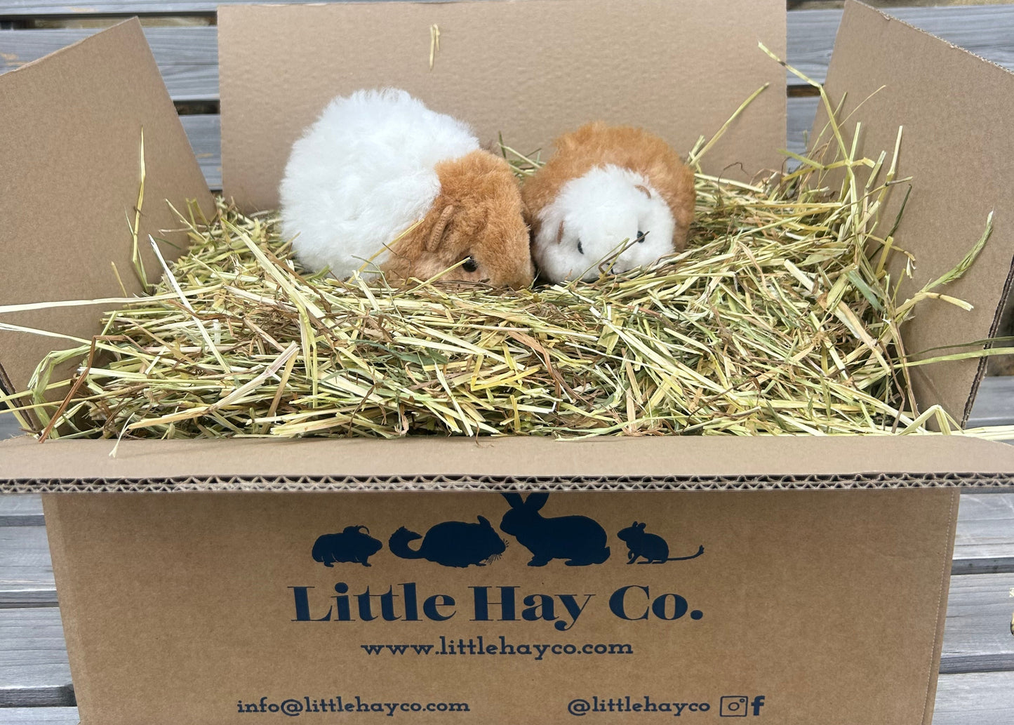 Guinea Pig Cuddly Toy