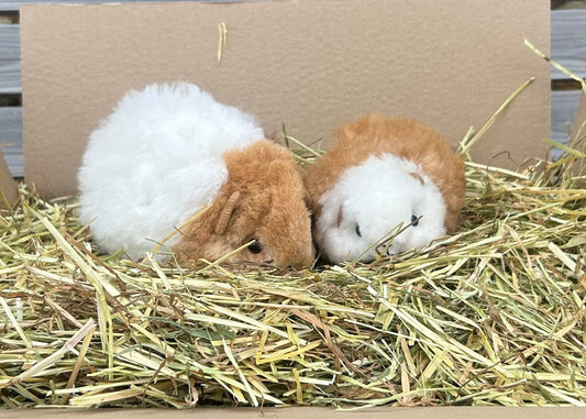 Guinea Pig Cuddly Toy