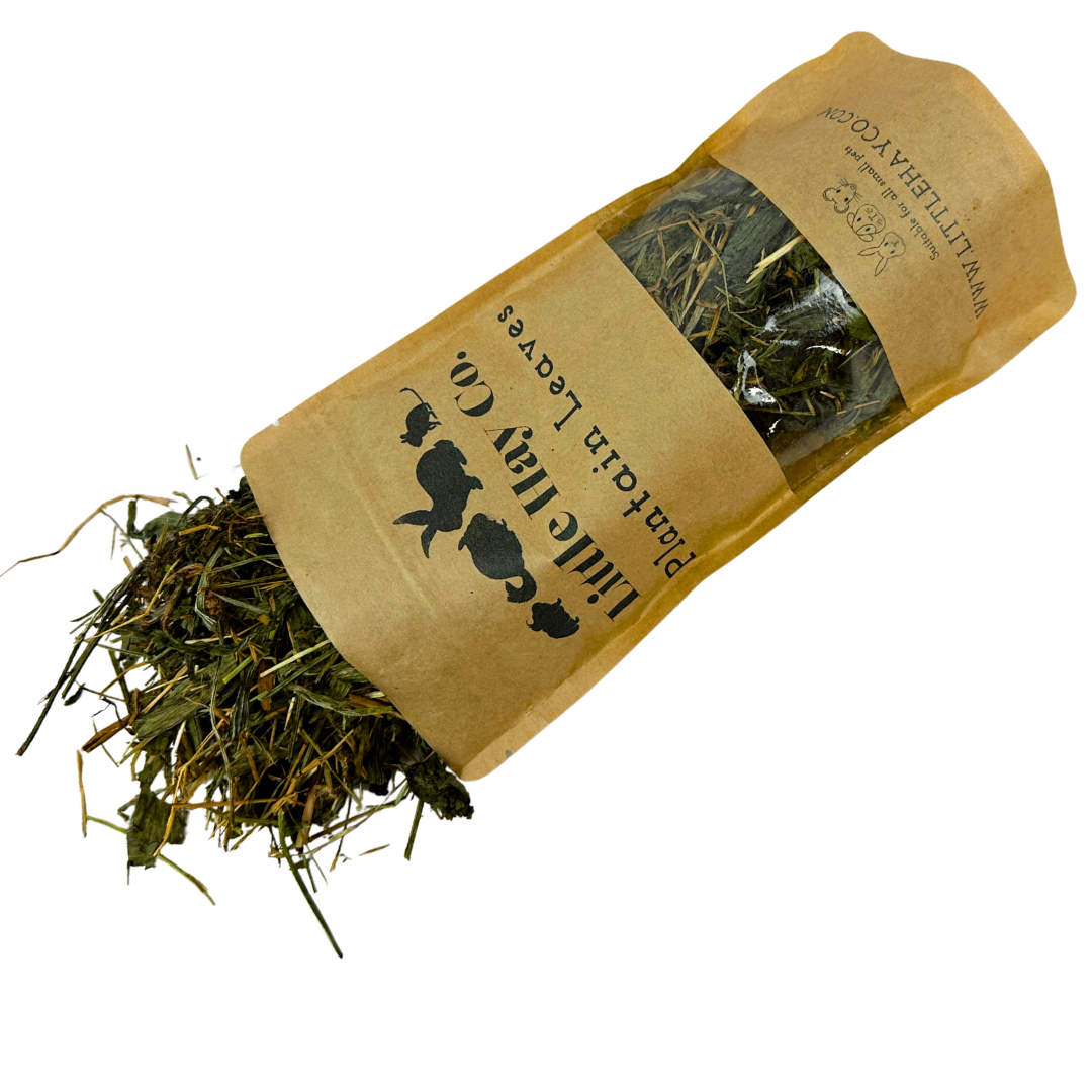 Plantain Leaves for Rabbits, Guinea Pigs and small pets