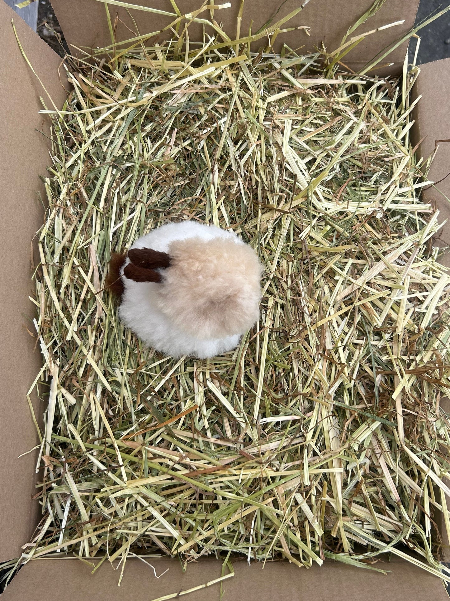 Rabbit Cuddly Toy
