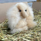 Rabbit Cuddly Toy