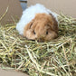 Guinea Pig Cuddly Toy