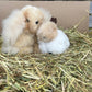 Rabbit Cuddly Toy