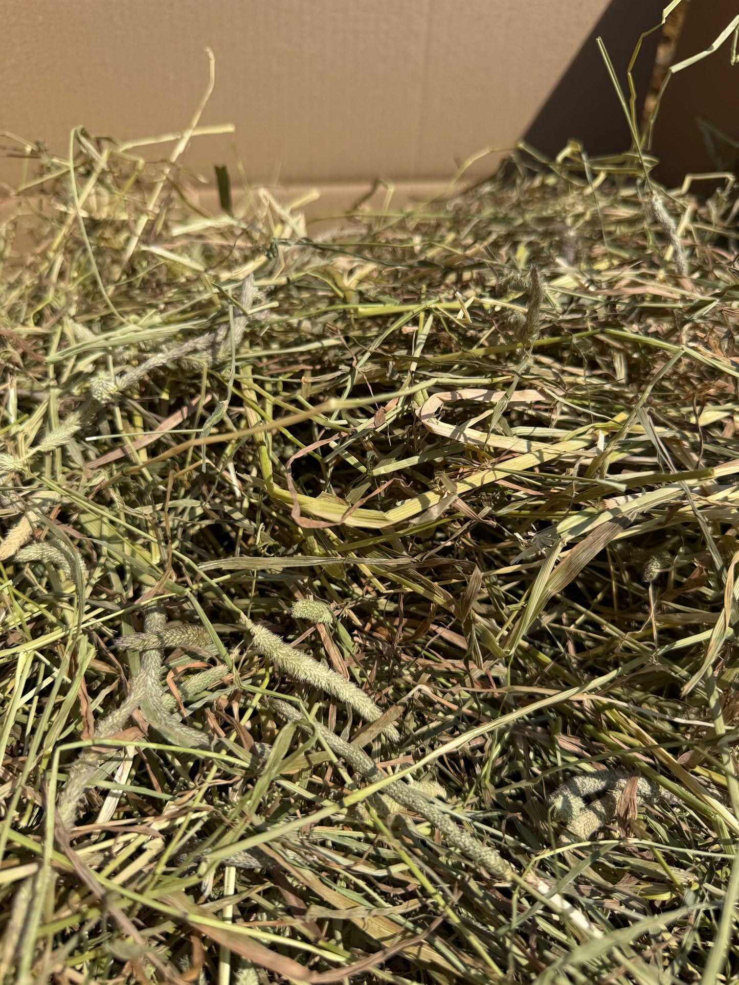 Timothy Hay